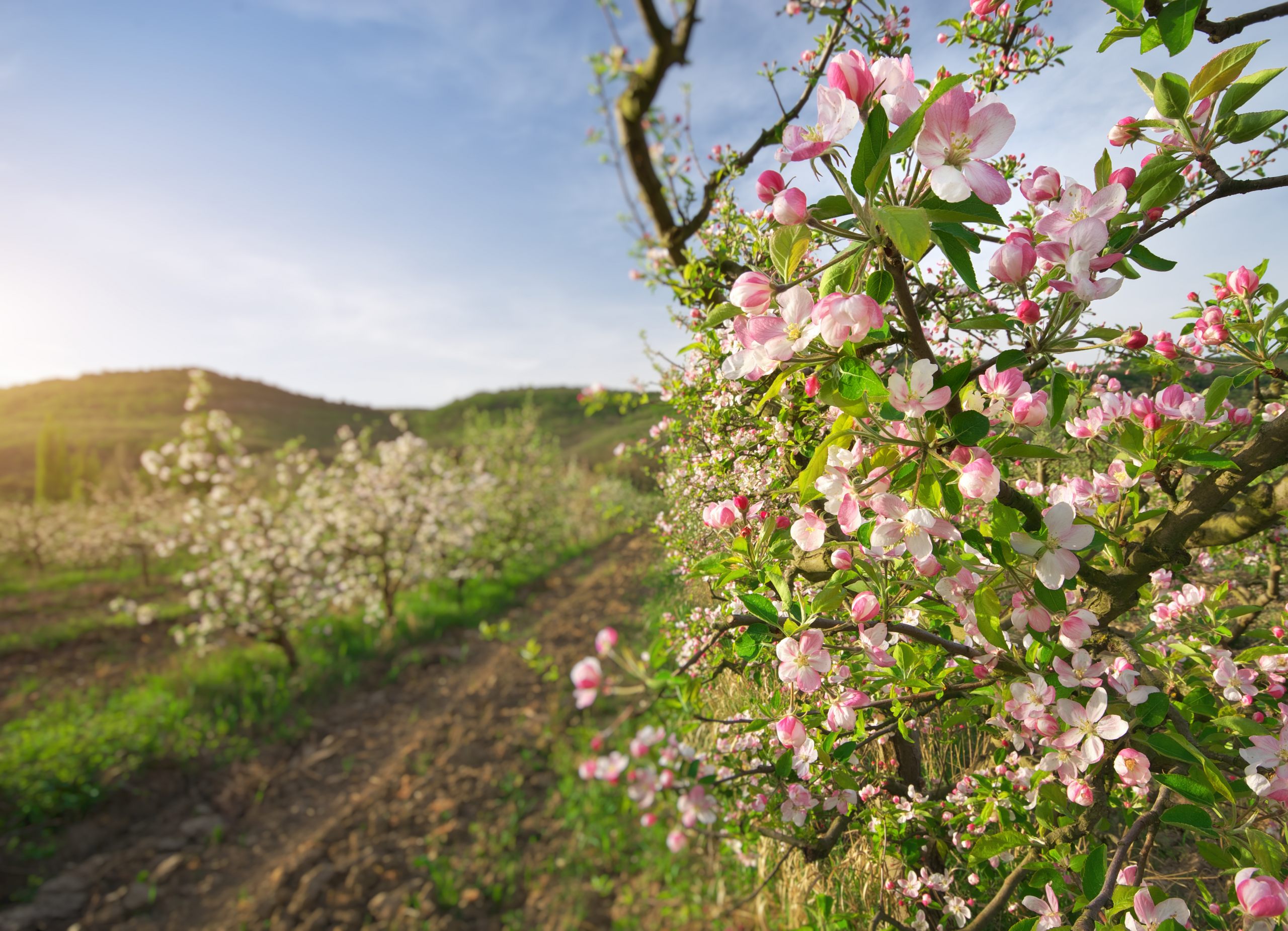 Wie Viele Tage Hat Mai May (mai) In Germany • The German Way & More